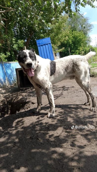 Алабай кушик сатлады