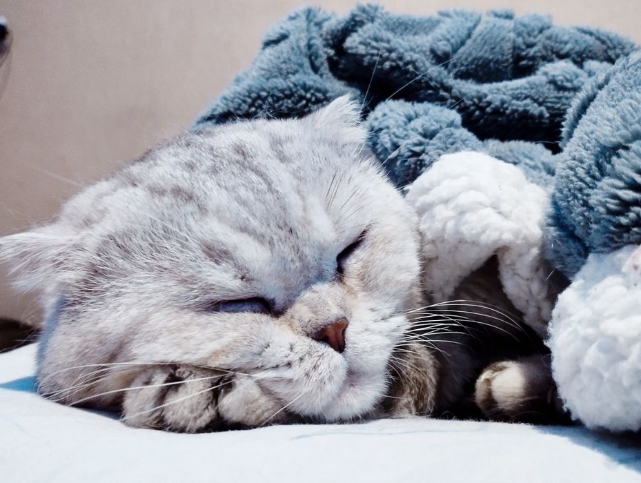 Кот. Вязка. Скоттиш фолд.