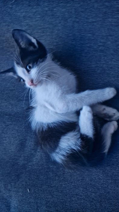 Pisici de  donatie