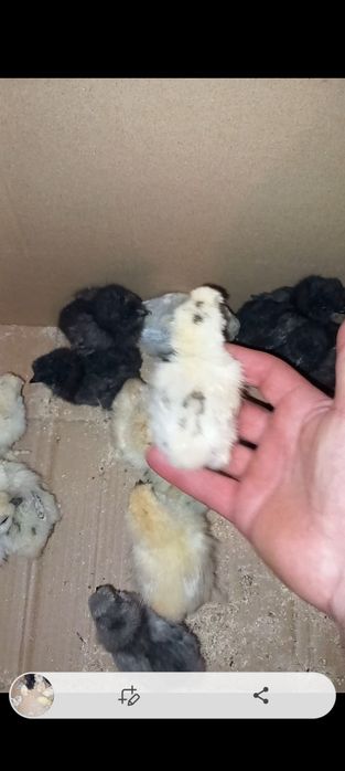 Pui de mătase japoneză diferite curori și pui de pitică