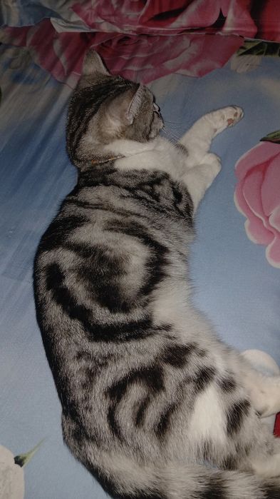 Мушук сотилади нархи 800минг сум келишилади