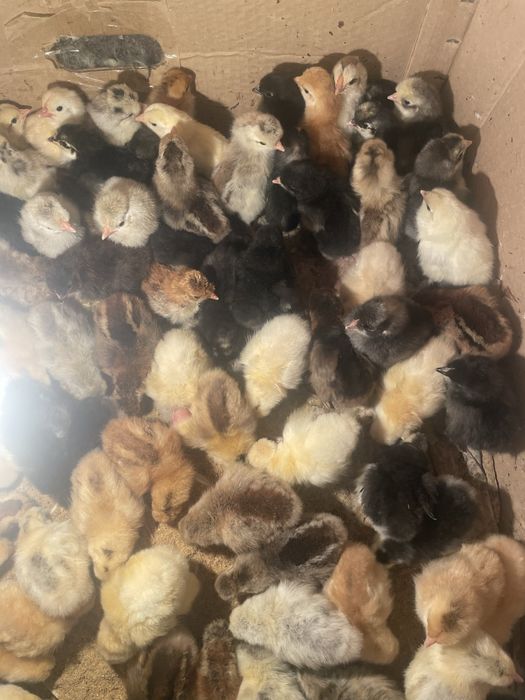 Цыплята от крупных кур
