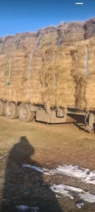 Продам сено в рулонах