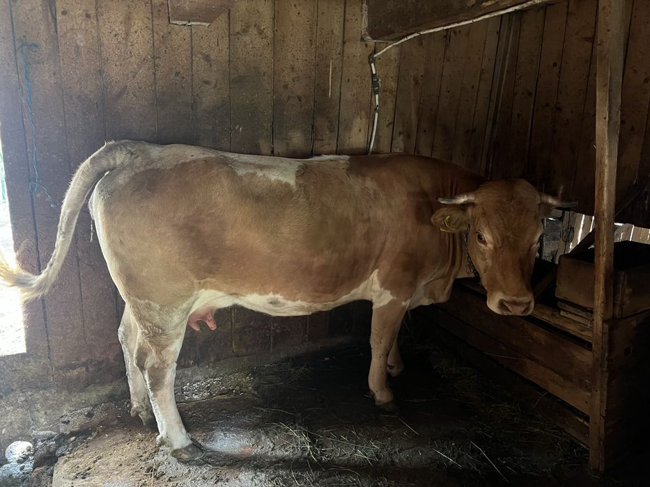 Vand vaca/juninca la prima fatare cu vitel