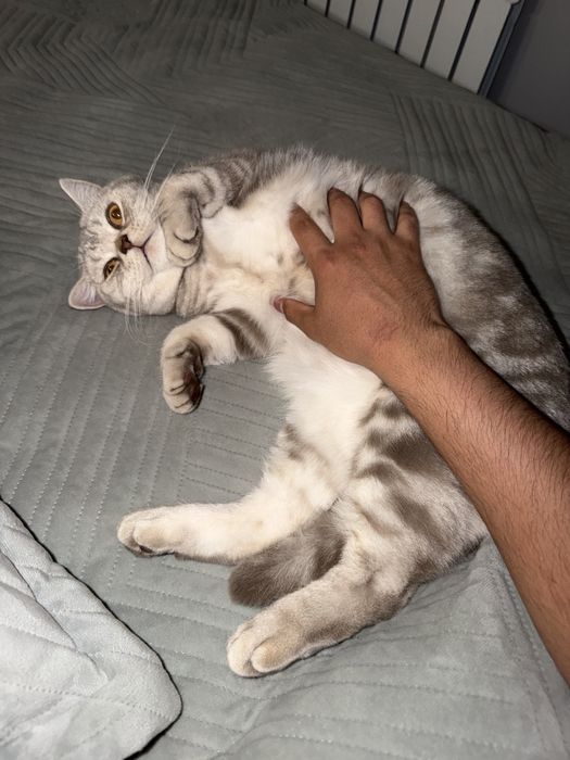Отдам шотландца в добрые руки