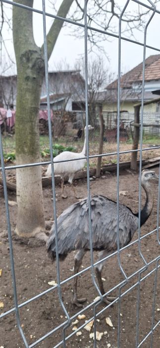 Fazani auriu pe rosu,pauni,struti nandu!