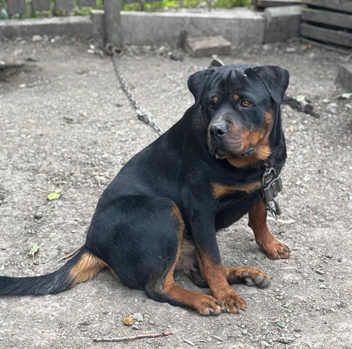 Продам щенка ротвейлера.