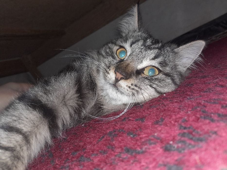 кошка молодая красивая