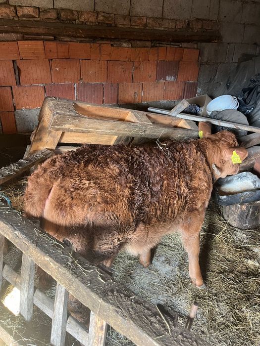 Vând o vițea Limuzin