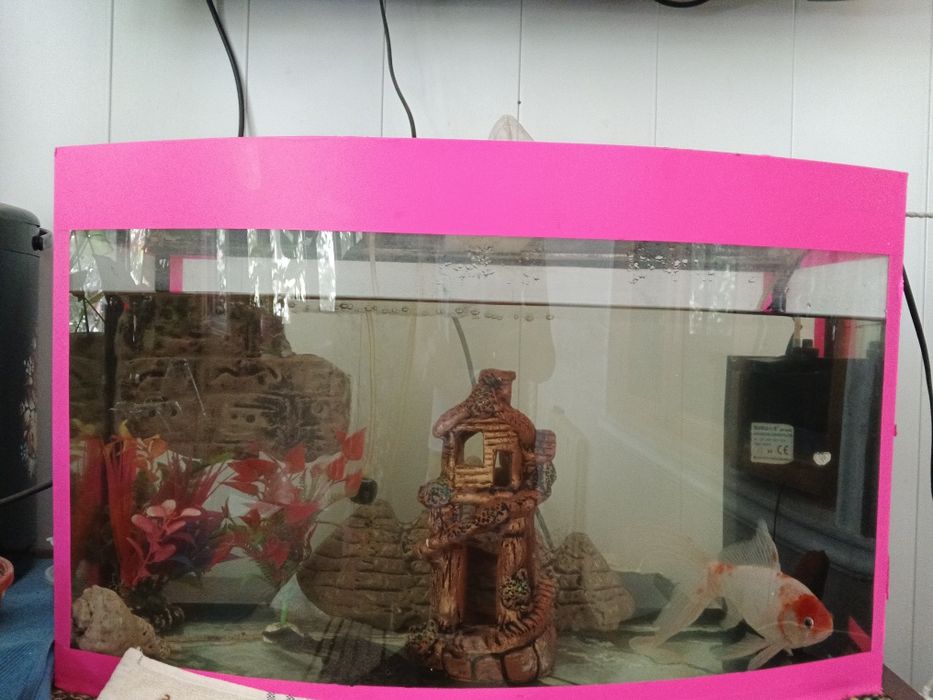 Аквариум со всеми удобствами