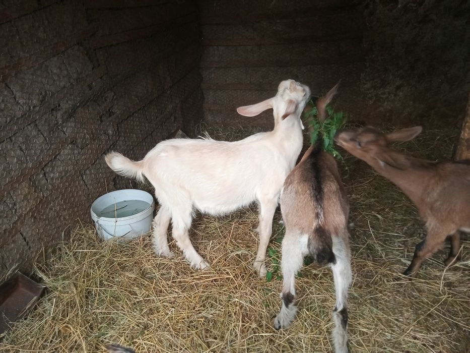 Iezi de  vânzare