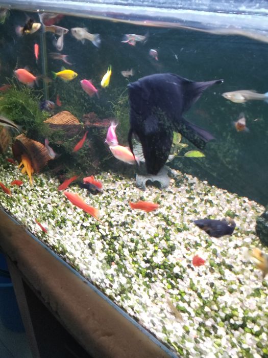 Продам аквариумную рыбку