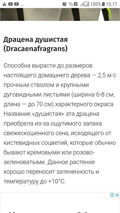 Драцена Душистая