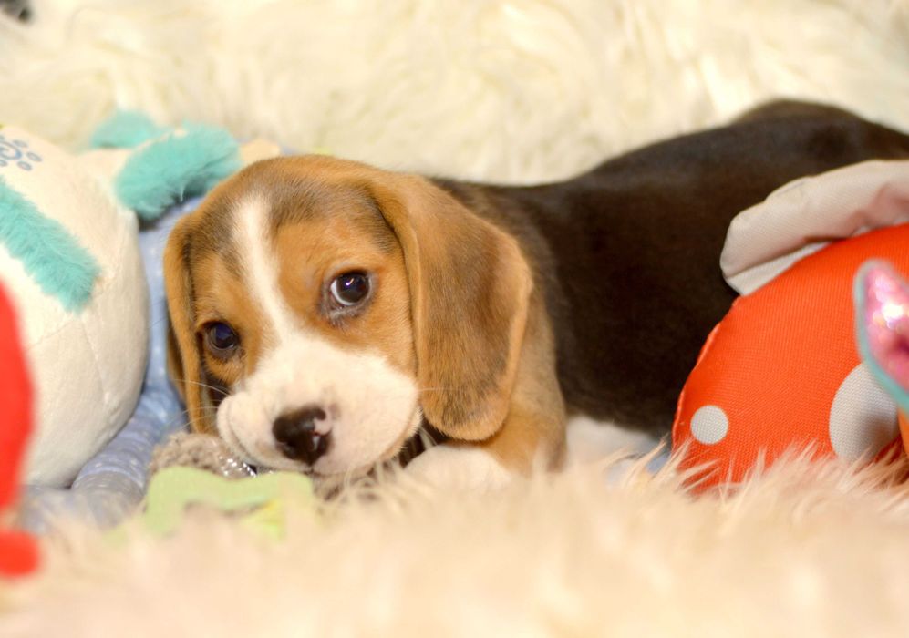 Pui Beagle tricolor din parinti cu pedigree