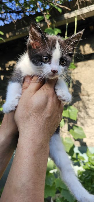 Отдам котят. Бесплатно