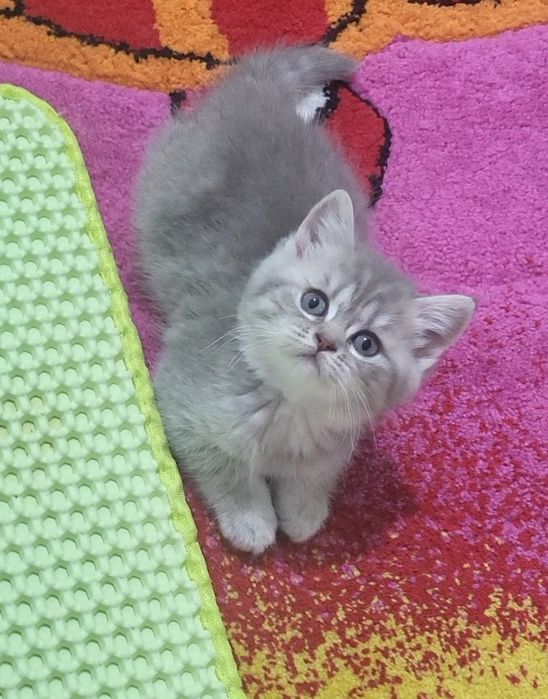 British shorthair tobby