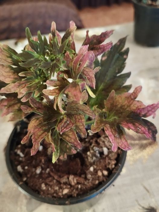 Продам комнатные растения Колеусы