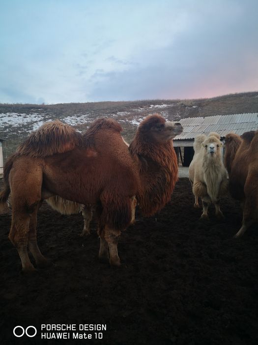 Верблюд двух горбый самец 5лет