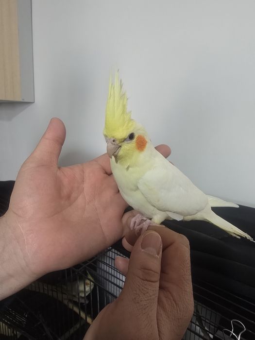 Кореллы птенцы молодые