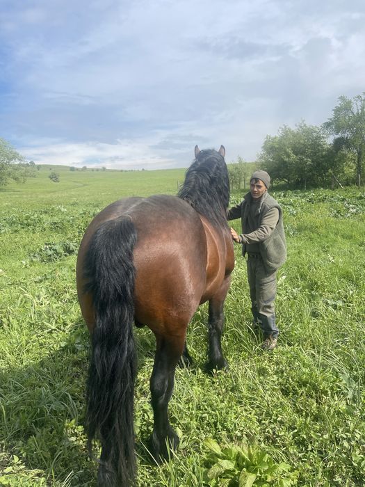 Armasar de vanzare!!