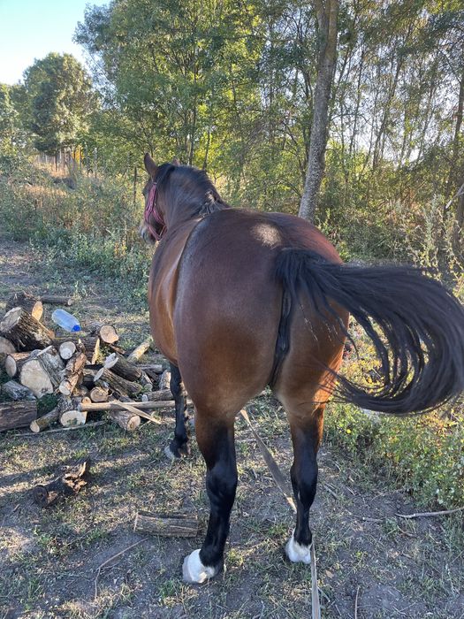 Vand iapă, vârsta de 4 ani!