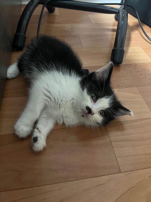 Котенок в добрые руки