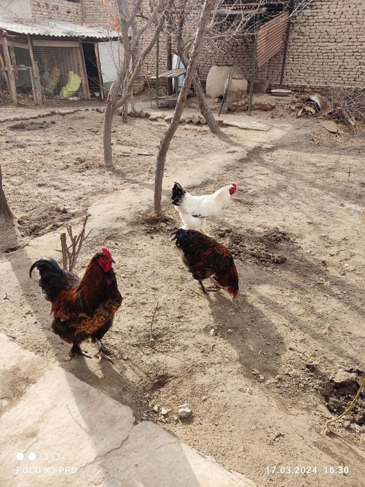 Brama xo'rozlar sotiladi