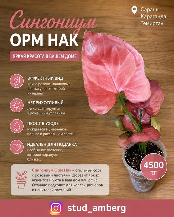 Сингониум разный