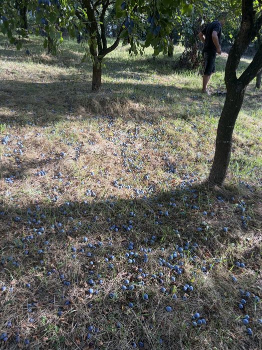 Prune de tuica de vanzare