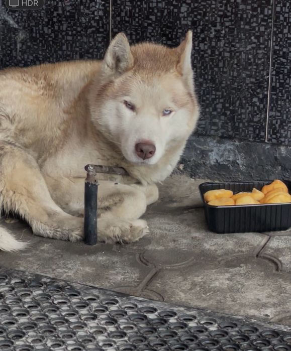 найдена собака (у кого пропала?)