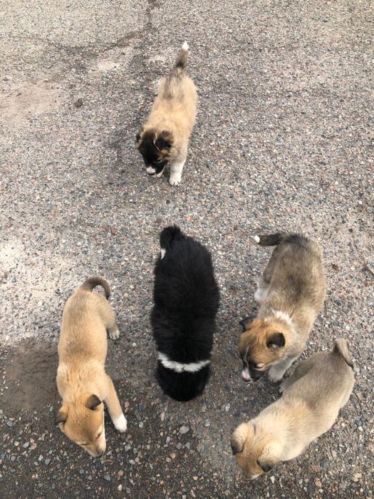 Щенки дворняги хорошие, добрые