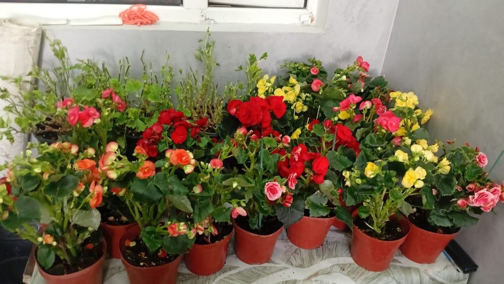 Бегония домашний цветок