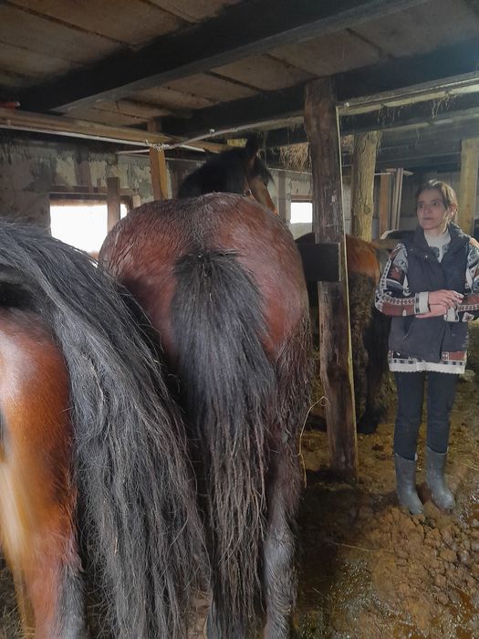 Mânza  si mânz de vânzare