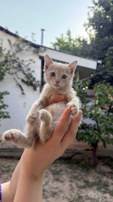 Бесплатно котята мушук