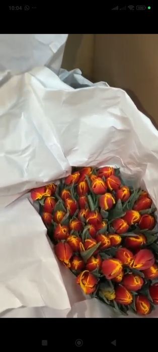 Продаются тюльпаны красивые, свежие