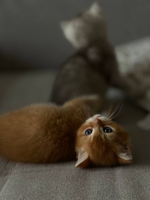 Котята продаются