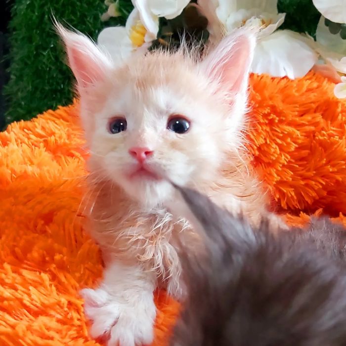 Котята МЕЙН КУНЫ. От 2х месяцев