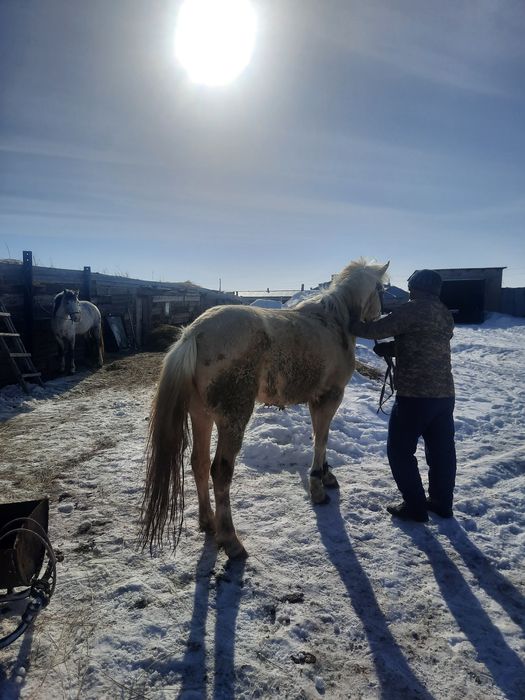 Семіз аттар сатылады.
