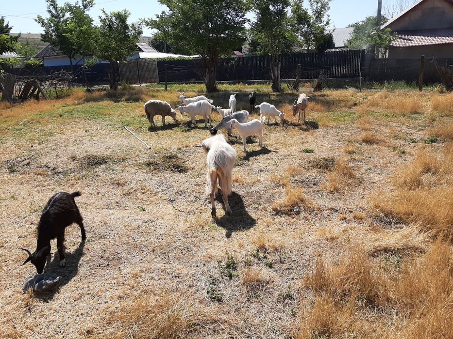 Vând capre / țap !