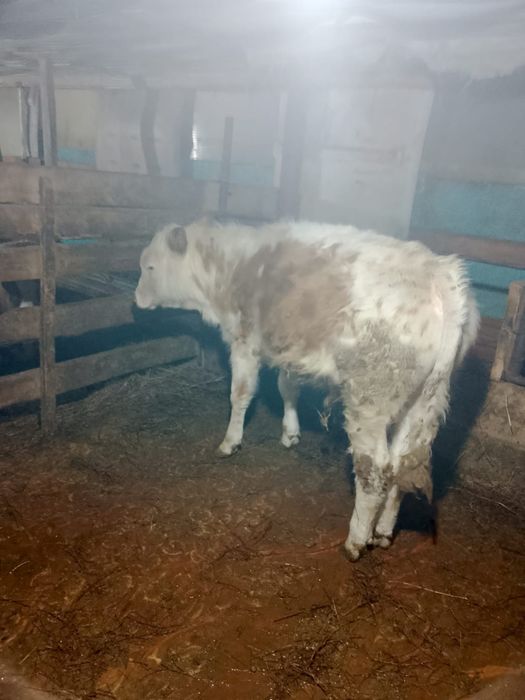 8айлык еркек баспактар