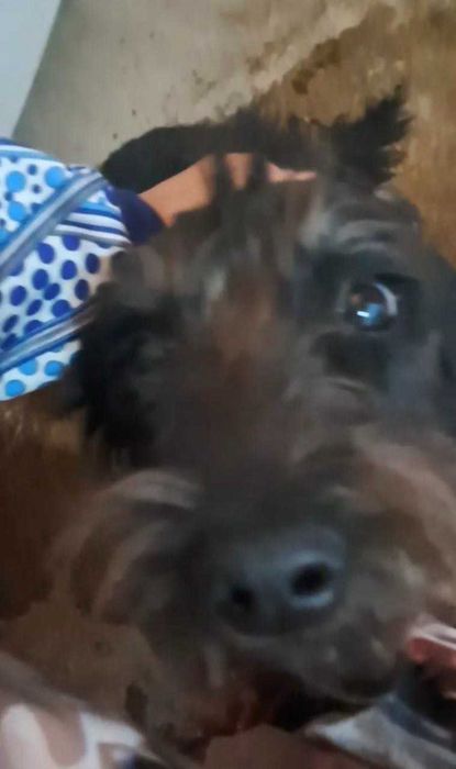 Домашнее животное