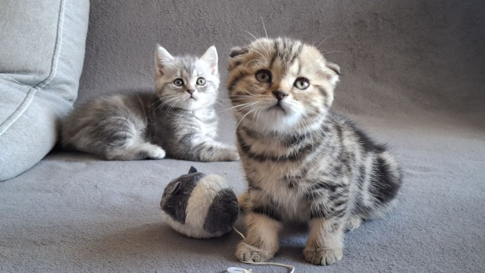 Породистые шотландские котята (Scottish Fold /Straight)