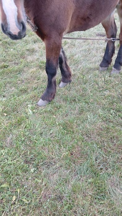 Vand manza de 1 an și 7 luni