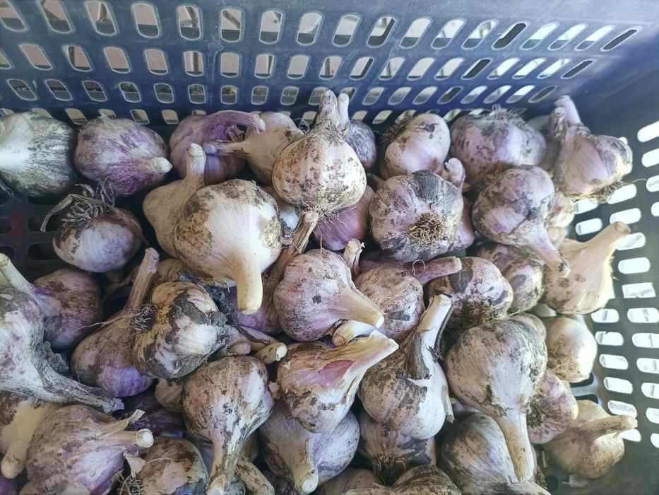 Продам чеснок дачный