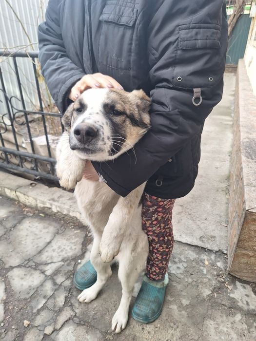 Отдам в хорошие руки