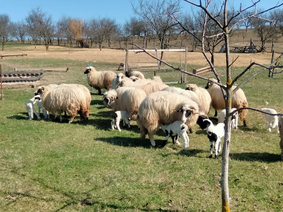 Oaie cu miel oi cu miei