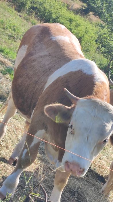 Taur de vânzare baltat
