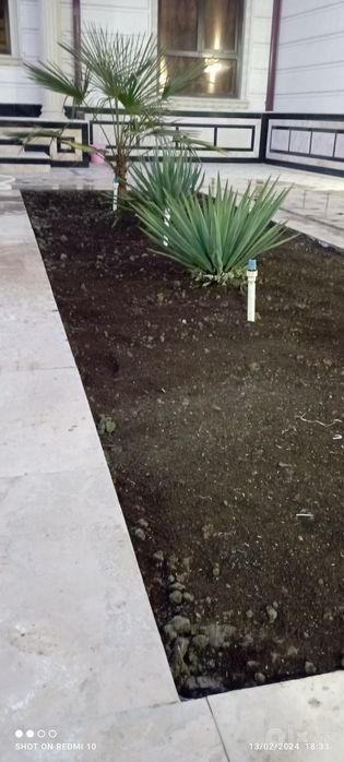 Ruloniy gazon va urugʻdan gazon ekish xizmati