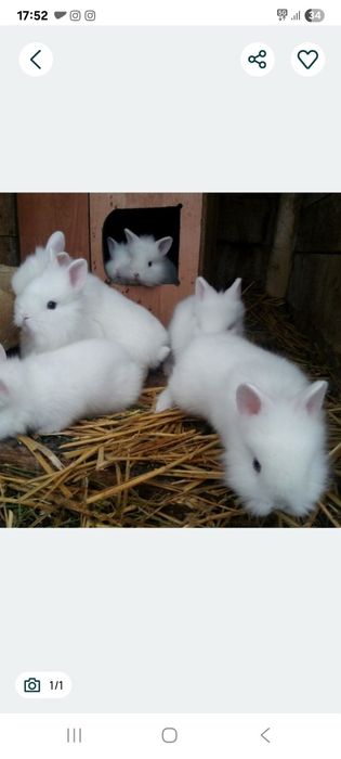 De vânzare pui de iepuri (cap de leu)