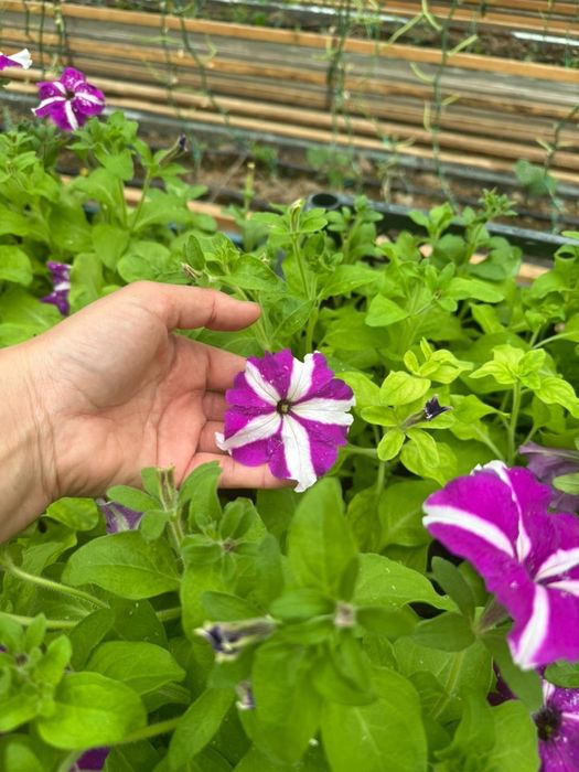 Петуния. Голландиялық сорт